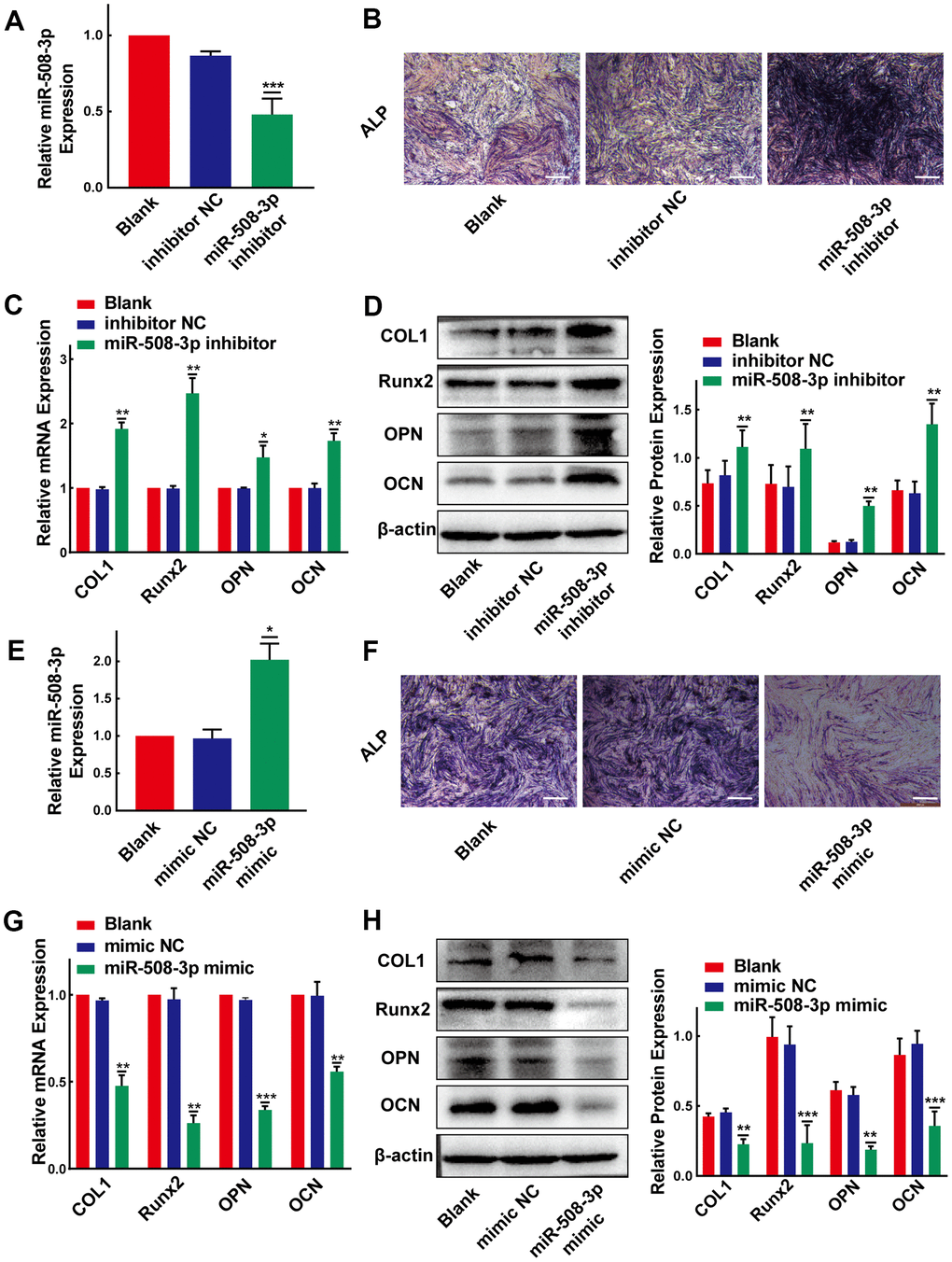 MiR-508-3p suppresses the osteogenic differentiation of PLL cells. (A) The level of miR-508-3p was significantly suppressed after treatment with the miR-508-3p inhibitor compared to treatment with the negative control(n=3). (B) The ALP staining showed that the osteogenic properties of non-OPLL cells were enhanced after treated with miR-508-3p inhibitor. (C, D) An increased expression of osteogenic differentiation-related markers was detected by qRT-PCR and Western Blot(n=3). (E) MiR-508-3p was successfully overexpressed after treated OPLL cells with the miR-508-3p mimic(n=3). (F) The ALP activity of OPLL cells was suppressed by miR-508-3p mimic. (G, H) The expression of osteogenic differentiation-related markers was suppressed at the mRNA and protein levels after transfection with the miR-508-3p mimic versus the negative control(n=3). All tests were conducted at least three times. Data are expressed as the mean ± SD. *P 