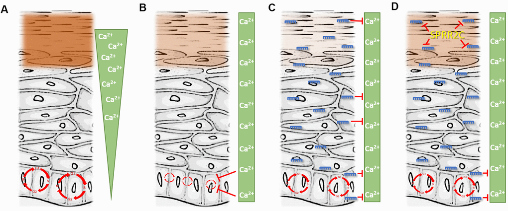 The interplay between the lncRNA SPRR2c and several miRNAs. (A) represents the situation in young and healthy skin. (D) is representative for aged skin. (B, C) are hypothetical situations with either the absence of miRNA (B) or SPRR2C (C). Green triangle: epidermal calcium gradient; green box: evenly distributed calcium after the collapse of the epidermal calcium gradient (e.g. during skin aging). Red circle: Cell cycle. Size indicates the cell proliferation rate (the bigger the faster). Brown box: cornified envelope (the intensity is correlated with the amounts of proteins in the CE). miRNAs: blue; lncRNA: yellow.