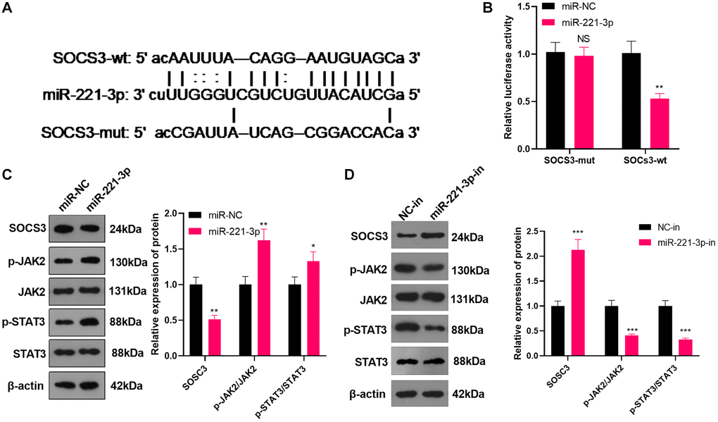 miR-221-3p targeted SOCS3. (A) The underlying target of miR-221-3p was searched in the Starbase. (B) The target link between miR-221-3p and SOCS3 in Saos2 cells was evaluated by the dual-luciferase reporter assay. (C–D). miR-221-3p mimics, inhibitors or their negative controls were transfected into Saos2 cells. The SOCS3/JAK2/STAT3 expression in Saos2 cells was evaluated by WB. NS P > 0.05, *P **P N = 3.