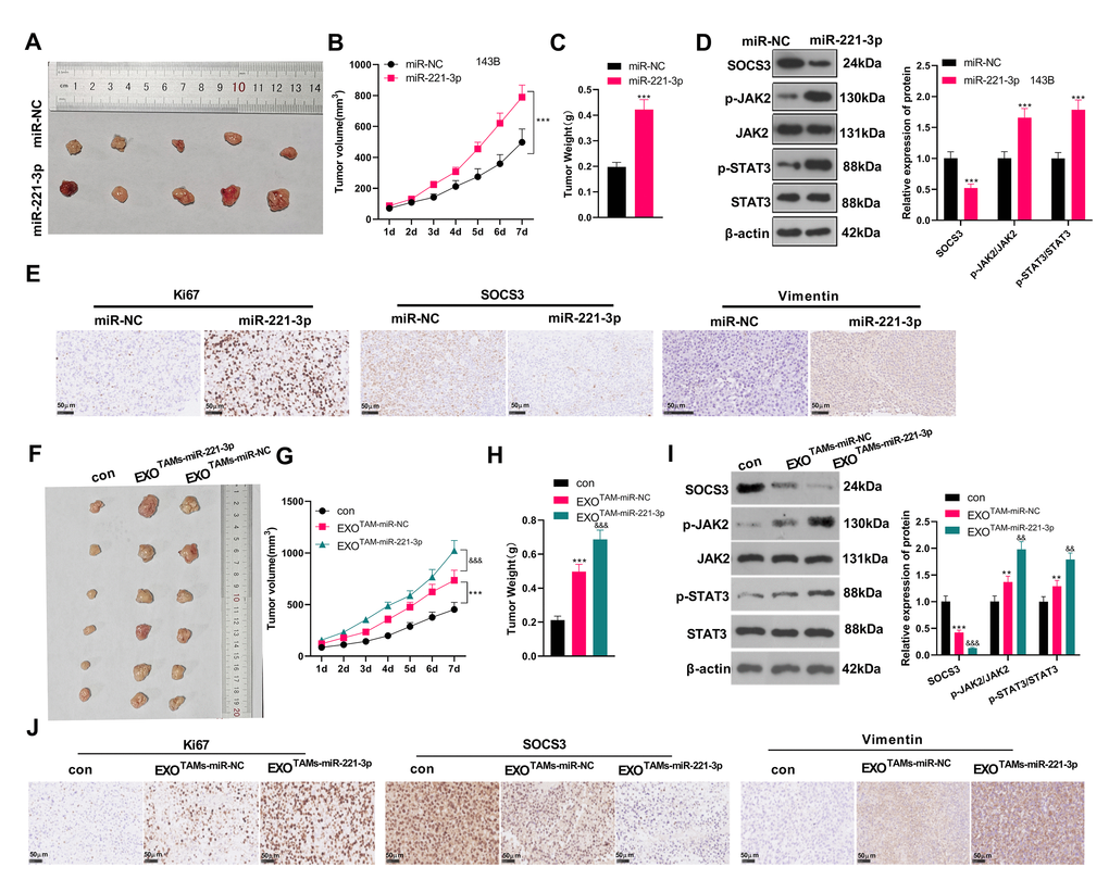 miR-221-3p boosted tumor growth in tumor-bearing mice. miR-221-3p mimics were subcutaneously injected into tumor-bearing mice to observe tumor growth. (A) The tumor. (B) The tumor volume. (C) The tumor weight. (D) WB examined the SOCS3/JAK2/STAT3 pathway expression and its phosphorylated level in mouse tumor tissues. (E) IHC detected the positive numbers of Ki67, SOCS3 and Vimentin. ***P N = 5. miR-221-3p mimics were transfected into M2-TAMs. The exosomes in the culture medium of M2-TAMs were isolated and then subcutaneously injected into tumor-bearing mice to observe tumor growth. (F) The tumor tissue. (G) The tumor volume. (H) The tumor weight. (I) WB examined SOCS3/JAK2/STAT3 expression and its phosphorylated level in mouse tumor tissues. (J) IHC detected the positive numbers of Ki67, SOCS3 and Vimentin. **P ***P &&P &&&P TAMs+miR-NC group), N = 5.