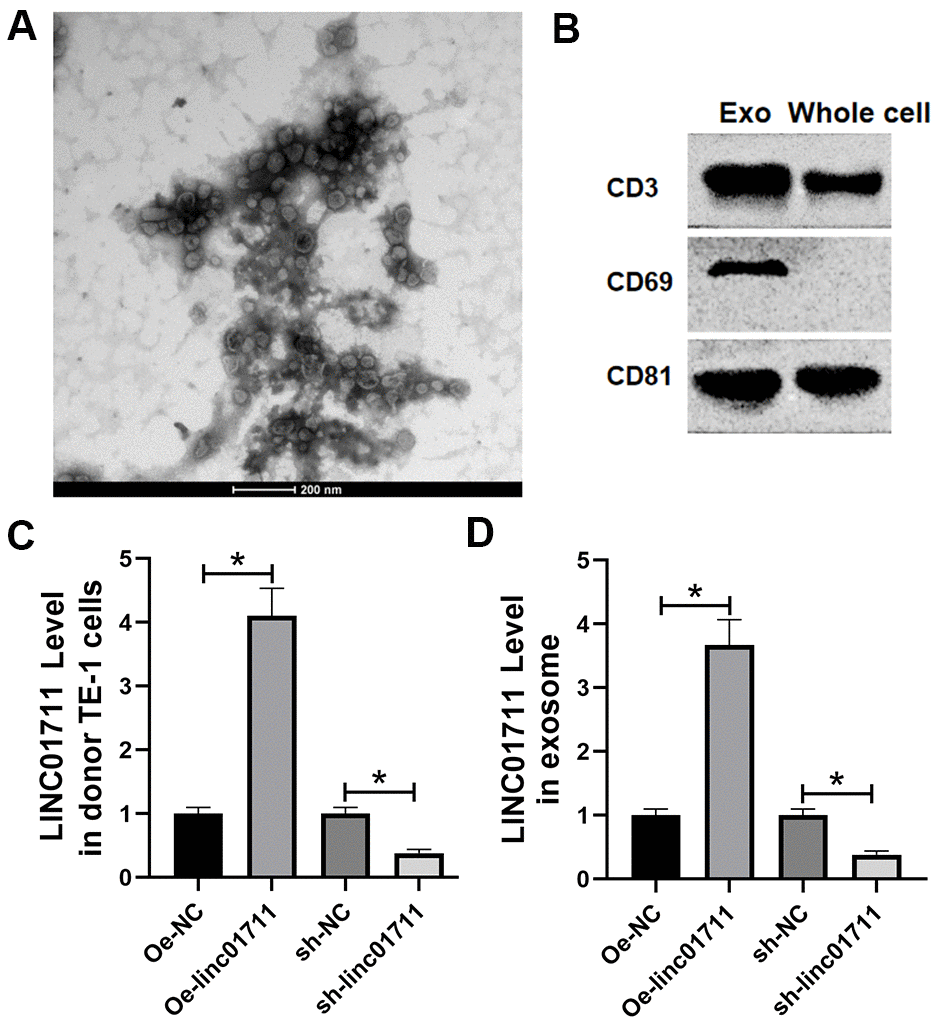 ESCC cells transported LINC01711 to surrounding cancer cells by exosomes. (A) Extracellular bodies were round or oval membranous vesicles observed by a transmission electron microscope. (B) The exosomes surface marker proteins CD63, CD9 and CD81 were tested by Western blot. n=3. (C, D) The level of LINC01711 in TE-1 cells and derived exosomes was measured by RT-qPCR. n=6. p 