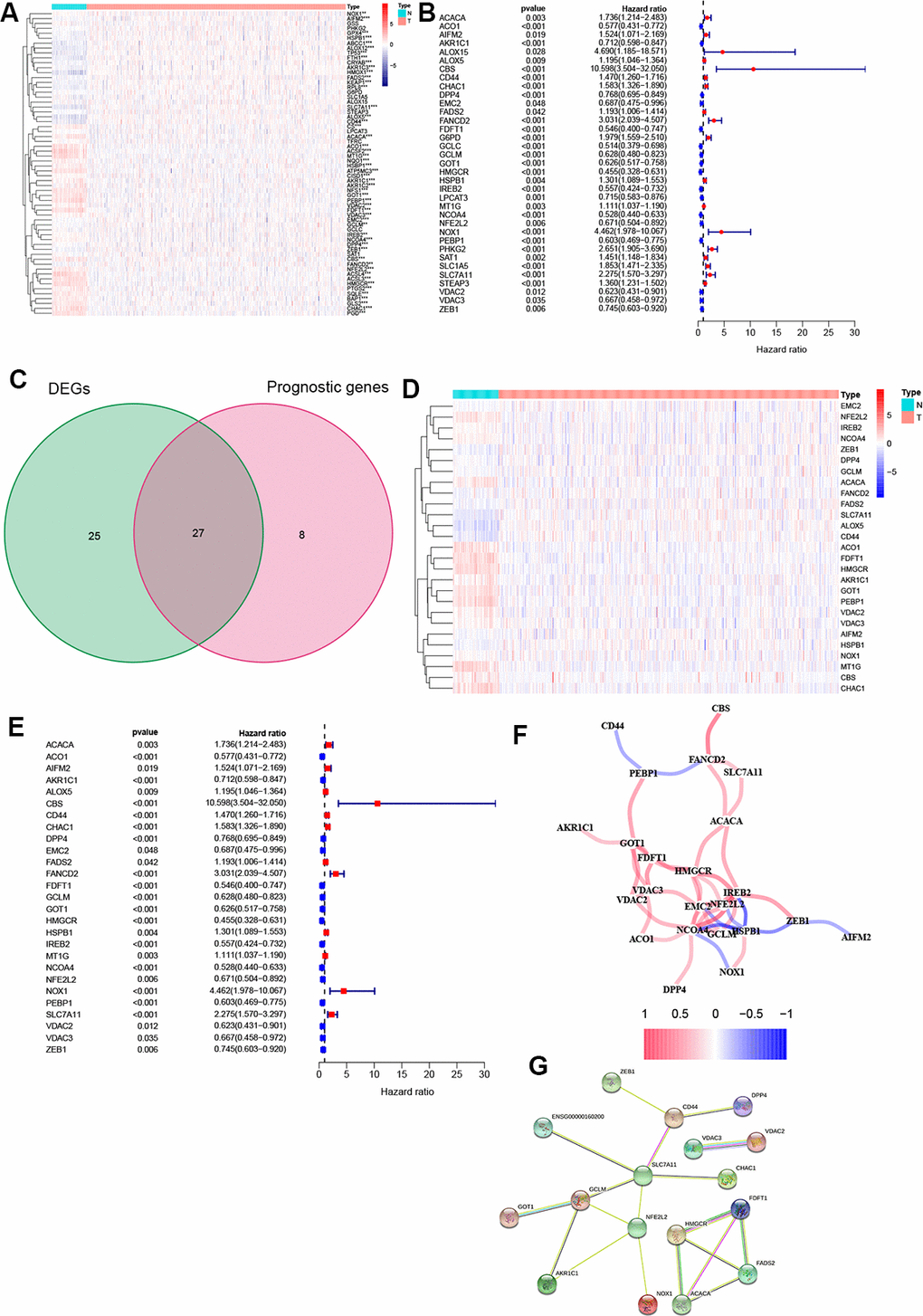 Identification of FRGs. (A) 52 genes showed significant differences in expression in ccRCC tissue. (B) 35 of the DEGs were associated with OS in univariate Cox analysis. (C) Venn plot to identify prognostic DEGs. (D) 27 overlapping genes show significantly different levels of expression in ccRCC tissues. (E) Forest plot displaying result of univariate Cox analysis between prognostic DEGS and OS. (F) The correlation network of prognostic DEGs. (G) The PPI network from the STRING database. *, P P P 