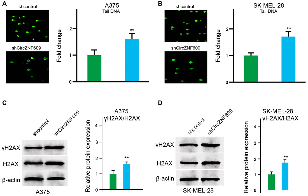 CircZNF609 inhibits DNA damage in melanoma cells. (A–D) The A375 and SK-MEL-28 cells were treated with the circZNF609 shRNA or control shRNA. (A and B) The DNA damage was analyzed by comet assays in the cells. (C and D) The protein expression of H2AX, γH2AX and β-actin was determined by Western blot analysis in the cells. The results of Western blot analysis were quantified by ImageJ software. Data are presented as mean ± SD. Statistic significant differences were indicated: *P **P 