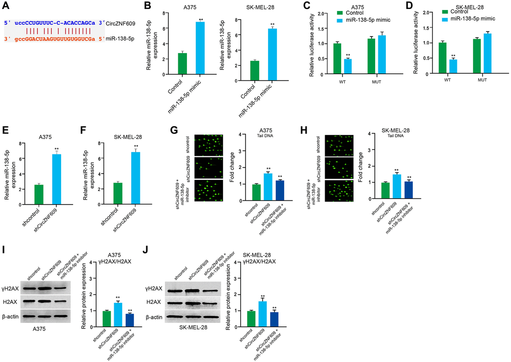 CircZNF609 inhibits DNA damage by sponging miR-138-5p in melanoma cells. (A) The interaction of circZNF609 and miR-138-5p was analyzed by bioinformatic analysis based on ENCORI (starbase.sysu.edu.cn). (B–D) The A375 and SK-MEL-28 cells treated with control mimic or miR-138-5p mimics. The expression levels of miR-138-5p were tested by qPCR in the cells. (C and D) Luciferase activities of circZNF609 (circZNF609 WT) and circZNF609 with the miR-138-5p-binding site mutant (circZNF609 MUT) were examined by luciferase reporter gene assays in the cells. (E and F) The A375 and SK-MEL-28 cells were treated with the circZNF609 shRNA or control shRNA. The expression of miR-138-5p was analyzed by qPCR assays in the cells. (G–J) The A375 and SK-MEL-28 cells were treated with the control shRNA or circZNF609 shRNA, or co-treated with circZNF609 shRNA and miR-138-5p inhibitor. (G and H) The DNA damage was analyzed by comet assays in the cells. (I and J) The protein expression of H2AX, γH2AX and β-actin was determined by Western blot analysis in the cells. The results of Western blot analysis were quantified by ImageJ software. Data are presented as mean ± SD. Statistic significant differences were indicated: *P **P 