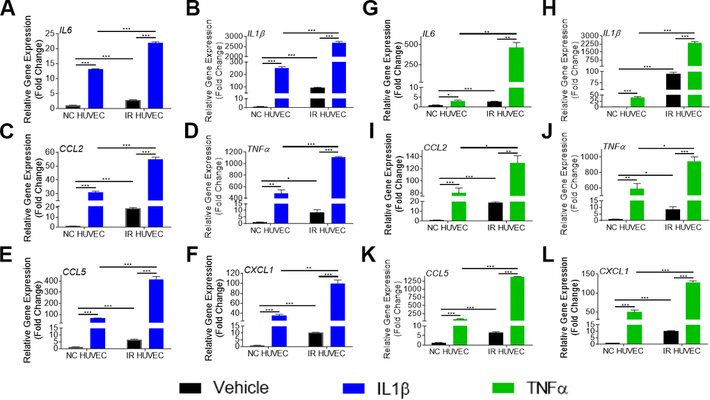 Comparison of the SASP gene expression in IL1β and TNFα-stimulated NC HUVEC and IR HUVEC. Relative fold change in gene expression of IL6 (A), IL1β (B), CCL2 (C), TNFα (D), CCL5 (E), and CXCL1 (F) in NC HUVEC and IR HUVEC 3 hours after stimulation with 3 ng/mL IL1β. Relative fold change in gene expression of IL6 (G), IL1β (H), CCL2 (I), TNFα (J), CCL5 (K), and CXCL1 (L) in NC HUVEC and IR HUVEC 3 hours after stimulation with 3 ng/mL TNFα. Gene expression in unstimulated NC HUVEC was used as baseline and GAPDH was used as endogenous control. (n = 3; mean ± SEM; * p