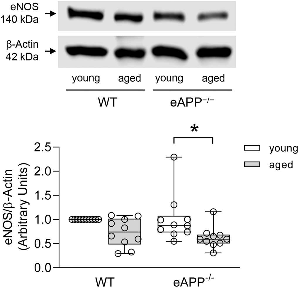Effects of aging on protein expression of eNOS in the aortas of wild-type (WT) littermates and eAPP−/− mice. Western blot results are the relative densitometry compared with β-actin protein (n=10 per group). All results are representing box plots with whiskers showing the median, 25th to 75th percentiles, and min-max range. * P