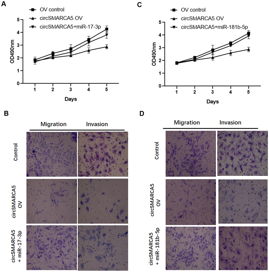 circSMARCA5 suppresses proliferative and invasive potential via the miR-181b-5p/miR-17-3p-TIMP3 axis. (A, B) circSMARCA5 overexpressing vectors were transfected into DU145 cells with and without miR-17-3p mimic. Cell proliferation, migration, and invasion were determined. (C, D) circSMARCA5 overexpressing vectors were transfected into DU145 cells with and without miR-181b-5p mimic. Cell proliferation, migration, and invasion were measured. *, **, *** represent p ≤ 0.05, p ≤ 0.01, p ≤ 0.001, respectively. Assays were performed at least three times.