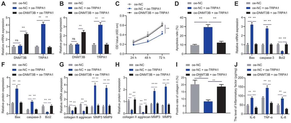 DNMT3B inhibited TRPA1 to regulate NP cell proliferation and ECM degradation. (A) The expression of DNMT3B and TRPA1 in NP cells after 24 hours of treatment with oe-DNMT3B or oe-TRPA1 was detected by RT-qPCR. (B) The expression of DNMT3B and TRPA1 in NP cells after 48 hours of treatment with oe-DNMT3B or oe-TRPA1 was detected by Western blot. (C) The proliferation of NP cells after 24 hours of treatment with oe-DNMT3B or oe-TRPA1 was detected by CCK-8. (D) The apoptosis of NP cells after 48 hours of treatment with oe-DNMT3B or oe-TRPA1 was detected by flow cytometry. (E) The expression of apoptosis-related factors Bax, Bcl-2, and caspase-3 was detected by qRT-PCR in NP cells after 48 hours of treatment with oe-DNMT3B or oe-TRPA1. (F) The expression of apoptosis-related factors Bax, Bcl-2, and caspase-3 was detected by Western blot in NP cells after 48 hours of treatment with oe-DNMT3B or oe-TRPA1. (G) The expression of collagen II, aggrecan, MMP3, and MMP9 was detected by RT-qPCR in NP cells after 48 hours of treatment with oe-DNMT3B or oe-TRPA1. (H) The expression of collagen II, aggrecan, MMP3, and MMP9 was detected by Western blot in NP cells after 48 hours of treatment with oe-DNMT3B or oe-TRPA1. (I) Immunofluorescence staining showing collagen II protein in NP cells after 48 hours of treatment with oe-DNMT3B or oe-TRPA1. (J) Inflammatory factors IL-6, TNF-α, IL-8 levels in NP cells after 24 hours of treatment with oe-DNMT3B or oe-TRPA1 were detected by ELISA. Measurement data are expressed as the mean ± standard deviation (n = 3) and analyzed using one-way ANOVA between multiple groups or using two-way ANOVA between groups at different time points. **, p 