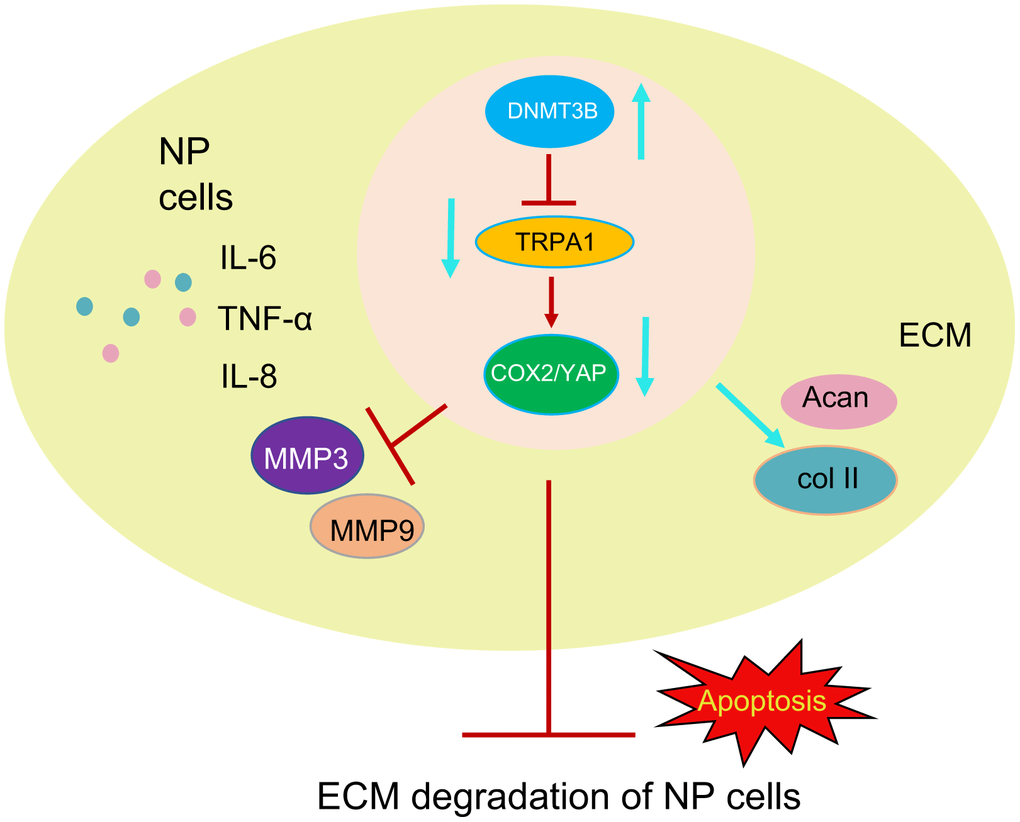 Diagram illustrating the pathway of our proposed hypothetical mechanism. DNMT3B reduces the levels of MMP3 and MMP9 and increases the levels of collagen II and aggrecan through the TRPA1-COX2-YAP axis. DNMT3B then reduces the ECM degradation of NP cells and the inflammatory response, thereby alleviating IVDD.