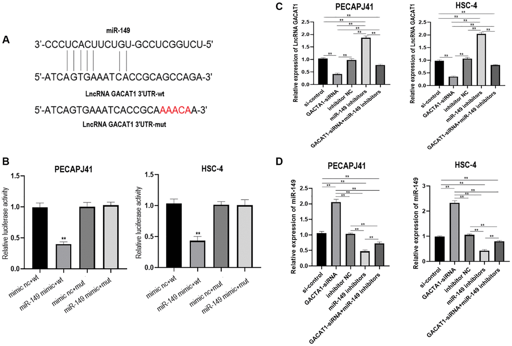 lncRNA GACAT1 directly targeted miR-149 to regulate its expression. (A) miRanda website predicted that lncRNA GACAT1 and miR-149 can be directly targeted to bind; (B) Transfection of lncRNA GACAT1-WT and miR-149 mimics inhibited luciferase activity in OSCC cells; (C) Effects of si-control, GACAT1-siRNA, inhibitor NC and miR-149 inhibitors on lncRNA GACAT1 expression in OSCC cells respectively or in combination; (D) Effects of si-control, GACAT1-siRNA, inhibitor NC and miR-149 inhibitors on miR-149 expression in OSCC cells respectively or in combination. **p 