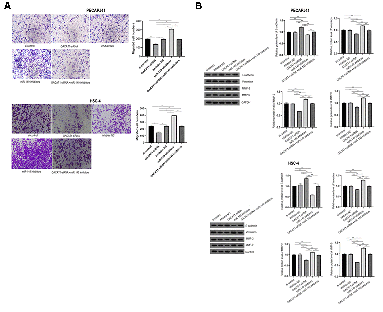 Effects of si-control, GACAT1-siRNA, inhibitor NC and miR-149 inhibitors respectively or in combination on migration and related protein expression of OSCC cells. (A) Transwell detected cell migration in each group; (B) The expression of E-Cadherin, Vimentin, MMP-2 and MMP-9 in each group were detected by Western blot assay. **p 