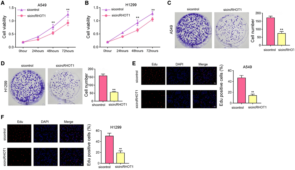 The silencing of circRHOT1 attenuates NSCLC cell proliferation in vitro. (A–F) The A549 and H1299 cells were treated with control siRNA or circRHOT1 siRNA. (A and B) The cell viability was analyzed by MTT assays. (C and D) The cell proliferation was detected by colony formation assays. (E and F) The cell survival was detected by Edu assays. mean ± SD, **P 