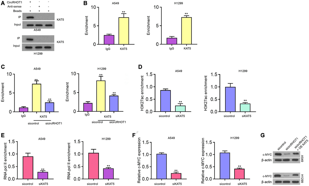 CircRHOT1 epigenetically regulates c-MYC expression by recruiting KAT5 in NSCLC cells. (A) The interaction of circRHOT1 and KAT5 was measured by RNA pull down in A549 and H1299 cells. (B) The enrichment of KAT5 on c-MYC promoter was analyzed by ChIP. (C) The enrichment of KAT5 on c-MYC promoter was analyzed by ChIP in A549 and H1299 cells treated with circRHOT1 siRNA. (D) The enrichment of H3K27ac on c-MYC promoter was analyzed by ChIP in A549 and H1299 cells treated with KAT5 siRNA. (E) The enrichment of RNA polymerase II on c-MYC promoter was analyzed by ChIP in A549 and H1299 cells treated with KAT5 siRNA. (F) The mRNA expression of c-MYC was tested by qPCR in A549 and H1299 cells treated with KAT5 siRNA. (G) The protein levels of c-MYC were determined by Western blot analysis in A549 and H1299 cells co-treated with circRHOT1 siRNA and KAT5 overexpression vector. mean ± SD, **P 