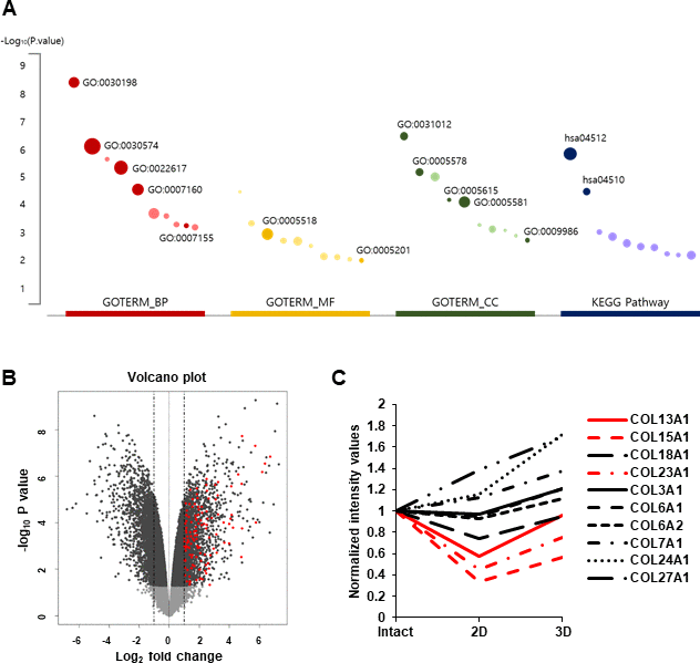 RNA-seq analysis of 3D versus 2D hDPC cultures from previous report [5]. (A) Top 10 significantly enriched terms (p B) Volcano plot of DEGs (|log2FoldChange| > 2 and adjusted p C) Collagen gene expression. Each line represents a transcript differentially regulated among intact papillae (Intact), cells at P3 (2D), and spheroids (3D).