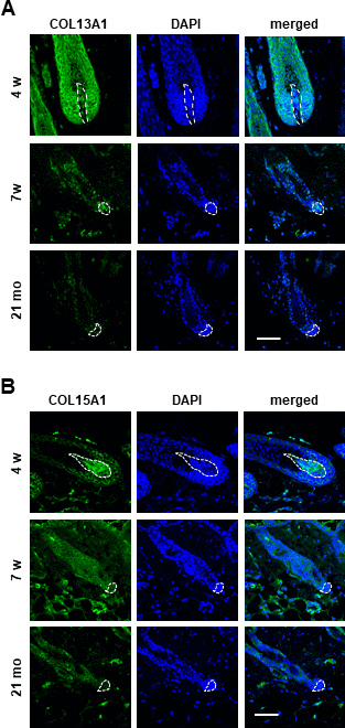 The expression of COL13A1 and COL15A1 were reduced in DPC of mice HF. Skin biopsies of normal C57BL/6 mice were collected at the indicated age and processed for paraffin sections. COL13A1 (A) and COL15A1 (B) expression was visualized by immunofluorescence staining and counterstained with DAPI for nuclei. The DP was circled by white dashed lines in each HF. Scale bar, 50 μm.
