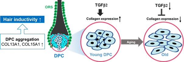 A proposed scheme for the involvement of TGF-β2 and collagen in the aggregative behavior and anti-aging of hDPCs. COL13A1 and COL15A1 upregulation by TGF-β2 increases the spheroidal formation of DPCs, thereby reducing cellular senescence and inducing the hair inductivity of DPCs.