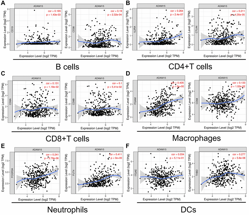 ADAM15 expression was correlated with markers of immune cells. (A) B cell markers, CD19 and CD38. (B) CD4+T cell markers, IL2RA and CTLA4. (C) CD8+T cell, CD8A and CD8B. (D) Macrophage markers, ITGAM and CD68. (E) Neutrophil markers, FCGR3A and FUT4. (F) DC markers, ITGAE and THBD.
