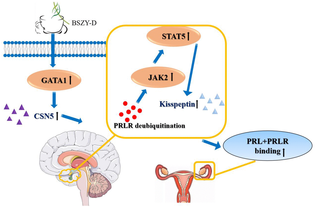 The effects of BSZY-D on activating GATA 1 and CSN5, inducing PRLR deubiquitination and increasing the expressions of JAK2/STAT5 signaling pathway and kisspeptin. Hence, BSZY-D had an efficient role in HPRL infertility improvement.