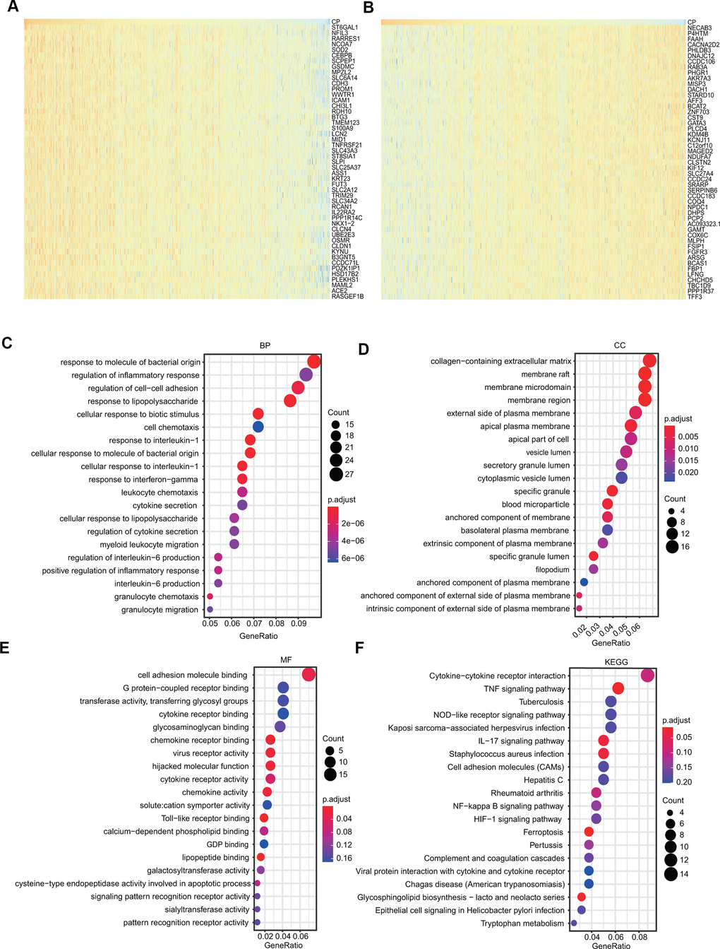GO and KEGG analyses of ceruloplasmin in the TCGA-BRCA cohort. (A, B) Heat maps demonstrating the top 50 genes positively or negatively linked with ceruloplasmin in TCGA-BRCA. (C–E) Twenty significantly enriched GO annotations (BP, MF and CC) of ceruloplasmin in the TCGA-BRCA cohort. (F) Significantly enriched 20 KEGG pathways of ceruloplasmin in the TCGA-BRCA cohort.