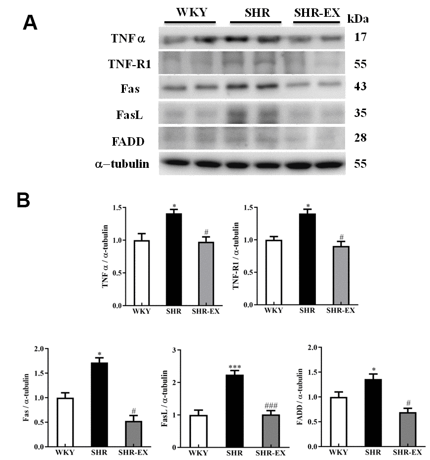 The upstream components of Fas/FasL-mediated caspase-dependent apoptotic pathway in a normotensive Wistar Kyoto (WKY) group, a spontaneously early aged hypertensive (SHR) group and a hypertension with 12 weeks exercise training (SHR-EX) group. (A) The representative protein levels of TNF α, TNF-R1, Fas receptor (Fas), Fas ligand (FasL), and Fas-associated death domain (FADD), extracted from the cerebral cortices of excised brain in WKY, SHR, and SHR-EX groups were measured by western blot analysis. The α-tubulin was used as an internal control. (B) Bars represent the relative fold changes of protein quantification relative to the control group in TNF α, TNF-R1, Fas, FasL, and FADD on α-tubulin and mean values ± SD (n=6 in each group). *: pppp