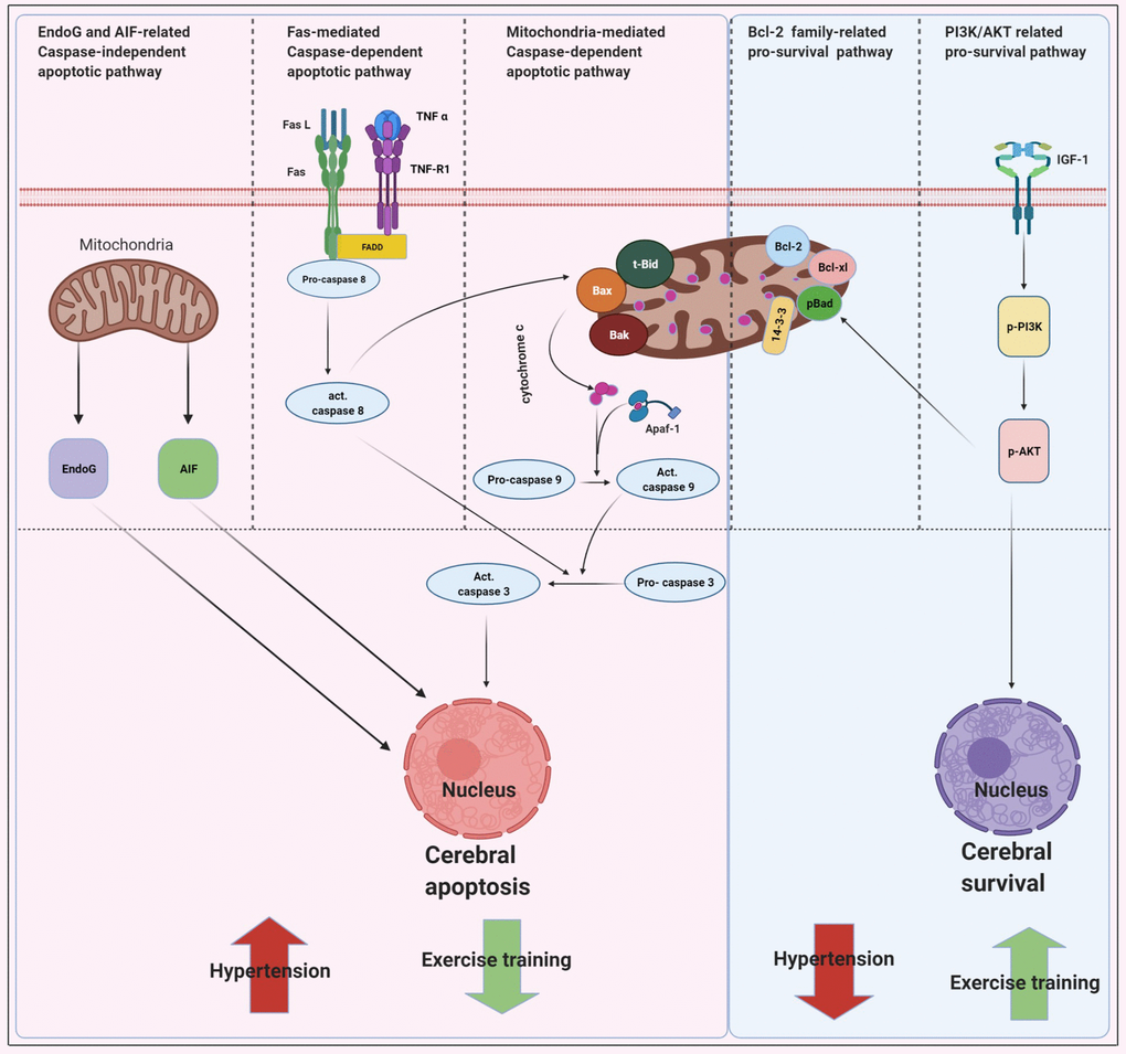 Proposed hypothesis indicating that early aged hypertension appear to activate the EndoG/AIF-related caspase-independent, Fas/FasL-mediated caspase-dependent apoptotic pathways (Fas ligand, Fas receptor, TNF-α, TNF receptor 1, Fas-associated death domain, active Caspase-8 and active Caspase-3) and mitochondria-mediated caspase-dependent apoptotic pathway (t-Bid, Bax, Bak, Bad, cytochrome c, Apaf-1, active Caspase 9 and active Caspase-3) as well as suppresses Bcl-2 family-related pro-survival pathway (Bcl2, Bcl-xL, p-Bad, 14-3-3) and IGF-1 related pro-survival pathway (IGF-1, pPI3K/PI3K, and pAKT/AKT). Whereas, exercise training tends to inhibits early aged hypertension-induce neural EndoG/AIF related caspase-independent, hypertension-induce Fas/FasL-mediated apoptotic and hypertension-induce mitochondria-mediated caspase-dependent apoptotic pathway as well as enhances Bcl-2 family-related pro-survival and IGF-1-related pro-survival pathway.