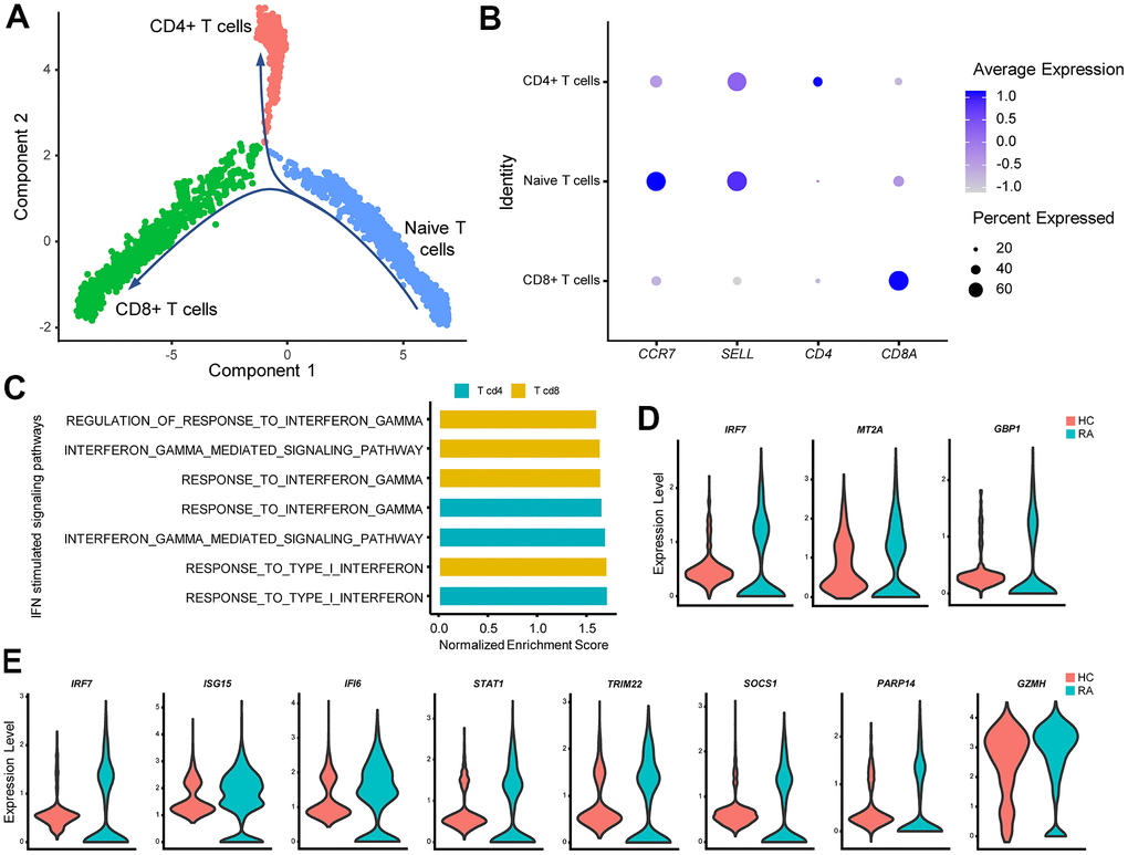 IFN promotes rheumatoid arthritis (RA) CD4+ Th1 polarization and increases RA CD8+ T cell cytotoxicity. (A) Trajectory plots of T cells from RA and healthy control individuals (HC). The direction of arrows indicates the direction of the pseudotime. (B) Dot plot illustrating the expression levels of several marker genes in three T cell subtypes. (C) Bar plots of selected gene set enrichment analysis (GSEA) results indicate activated IFN signaling pathways in CD4+ and CD8+ T cells. (D) Violin plots of significantly upregulated IFN-γ-stimulated genes in RA CD4+ T cells. (E) Violin plots of significantly upregulated IFN-γ-stimulated genes (IRF7, ISG15, IFI6, STAT1, TRIM22, SOCS1, PARP14) and the cytotoxic effector gene (GZMH) in RA CD8+ T cells. All upregulated genes satisfied log2 (fold change)>0.25 and adjusted p-value