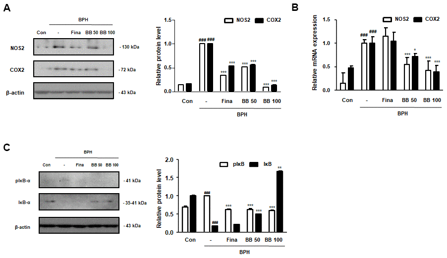 Effect of BB on the expression of NF-κB-mediated inflammatory markers in testosterone-induced BPH rat model. (A) Immunoblotting results showing the protein levels of NOS2 and COX2 in prostatic tissues. Densitometric protein levels are represented as means ± SD, and the plots of each protein are shown. (B) The NOS2 and COX2 mRNA levels in the prostate were quantified by qRT-PCR analysis. Values are represented as means ± SD of data from three separate experiments. (C) Western blot analysis of pIκB-α and IκB-α in prostatic tissue. ### P 