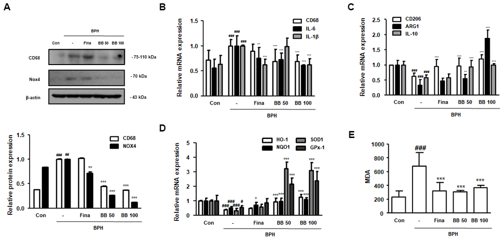 Effect of BB on ROS-mediated macrophage activation in testosterone-induced BPH rat model. (A) Western blot analysis of CD68 and NOX4. Data were represented as means ± SD. The mRNA levels of (B) CD68, IL-6 and IL-1β, and (C) CD206, ARG1 and IL-10 were quantified using qRT-PCR. (D) HO-1, NQO1, SOD1 and GPx-1 in prostatic tissues were determined using qRT-PCR analysis. β-actin was used as the housekeeping gene to standardize the gene expression levels. (E) MDA serum concentrations were analyzed using ELISA kit. # P ## P ### P 