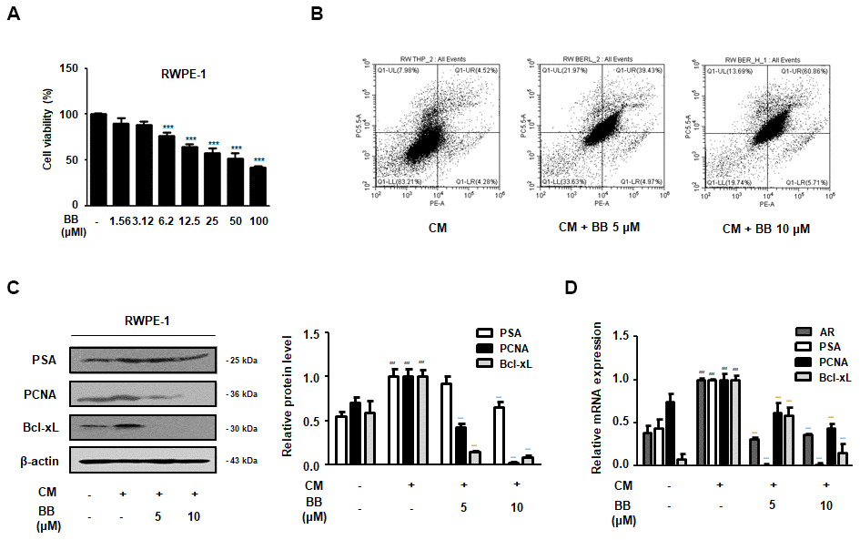 Effect of BB on the apoptosis of prostatic cells in the CM-treated RWPE-1 cell model. (A) Cell viability using MTT assay; n=6 per treatment across three separate experiments. (B) Apoptotic effect of BC inflammatory environments. The cells were stimulated with CM, with or without 5 and 10 μM BB for 24 h. (C, D) RWPE-1 were treated with CM for 3days, with or without BB (5, 10 μM). (C) Western blot analysis of PSA, PCNA, Bcl-xL. (D) qRT-PCR analysis of AR, PSA, PCNA, Bcl-xL. Data were represented as means ± SD. ### P 