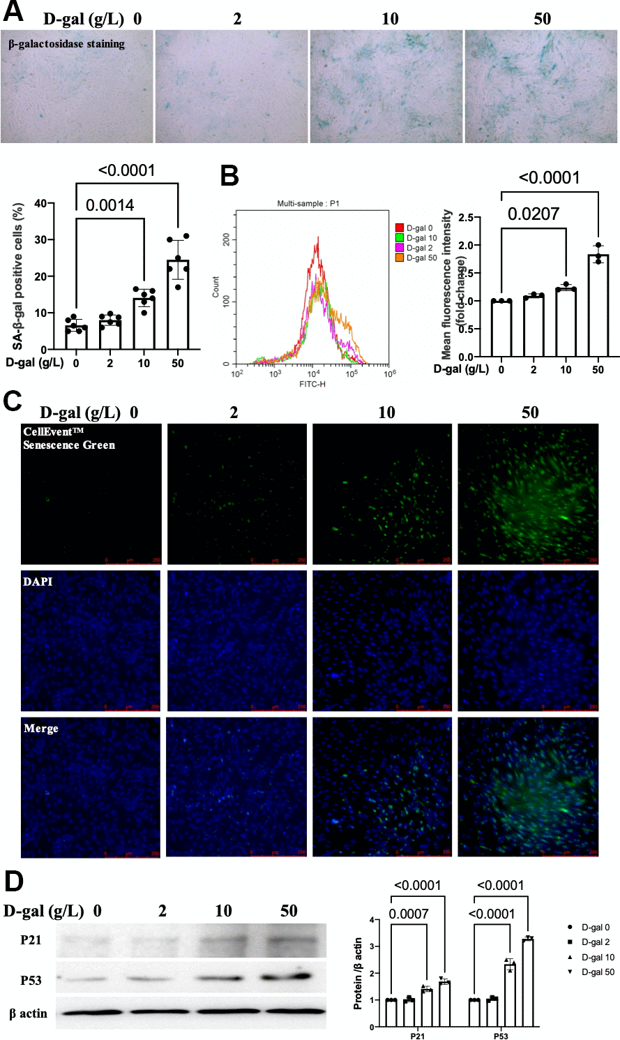 D-gal induced-H9c2 cells caused cardiocytes aging changes in a concentration-dependent manner. H9c2 cells were treated with different concentrations of D-gal (0, 2, 10 and 50 g/L) for 24 hours. (A) The H9c2 cells senescence induced by D-gal was identified by β-galactosidase staining (100×). Representative bright-field photomicrographs were captured. The blue-stained cells were designated as aging cardiocytes. The blue-stained cells and the total number of cells were counted, and the percentage of cells expressing β-galactosidase was calculated. (B) Flow cytometry analysis was applied to detect the β-galactosidase mean fluorescence intensity after different D-gal concentration senescence induction. (C) H9c2 cells were stained using the CellEvent™ Senescence Green Probe (200×). An increase in senescence-associated β-galactosidase expression, a hallmark for the onset of senescence, could be detected by the CellEvent™ Senescence Green Probe with a fluorescence microscope. (D) The aging-associated proteins (P53, P21) were detected by western blot, and the corresponding quantification was present.