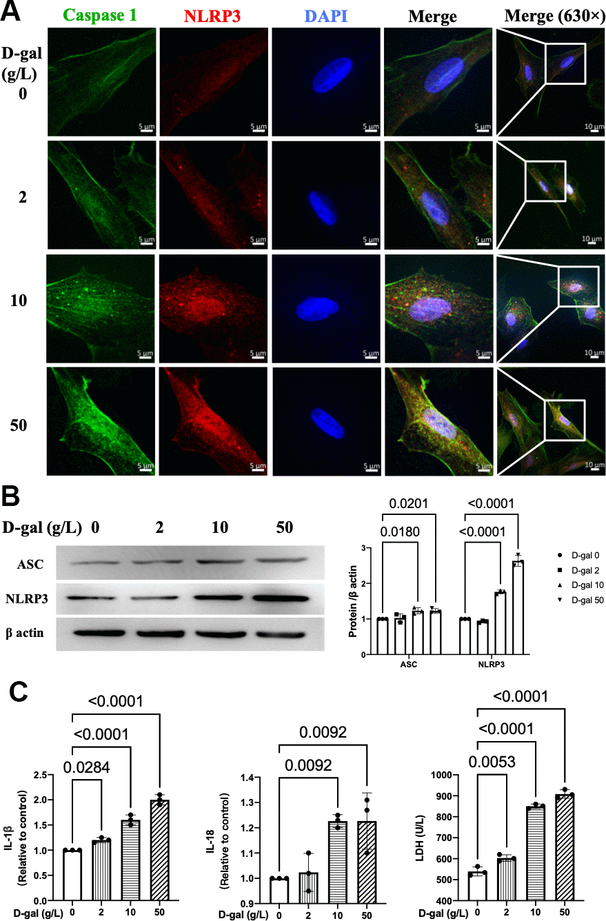 NLRP3 inflammasomes were activated in the cardiocytes aging model induced by D-gal. H9c2 cells were treated with different concentrations of D-gal (0, 2, 10 and 50 g/L) for 24 hours. (A) Representative confocal fluorescent images showed that D-gal treatment increased the colocalization of NLRP3 (red) and caspase-1 (green) proteins in a concentration-dependent manner. (B) Representative immunoblots of the NLRP3 and ASC proteins and the corresponding quantification were shown. (C) IL-1β, IL-18 and LDH release levels in cell culture were detected. NLRP3, Nod-like receptor family pyrin domain containing 3; ASC, apoptosis-associated.
