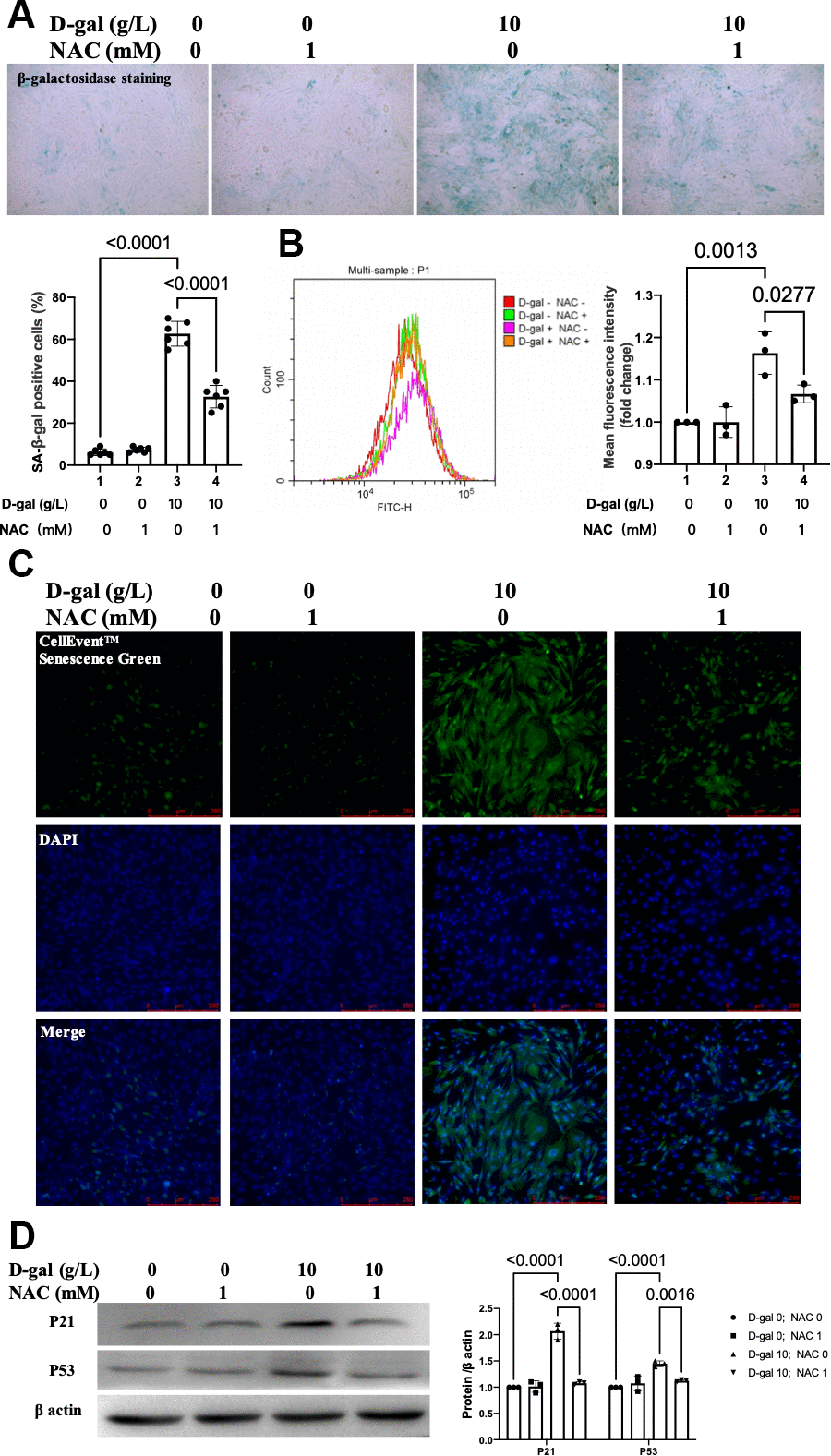 Inhibition ROS by NAC attenuated cardiocytes aging induced by D-gal in H9c2 cells. H9c2 cells were pre-treated with or without NAC (1 mM), a commonly used ROS scavenger, for 1 hour and then incubated with or without 10 g/L D-gal for 24 hours. (A) Representative bright-field photomicrographs showed that NAC treatment decreased the percentage of cells expressing β-galactosidase. (B) Flow cytometry analysis was applied to detect the β-galactosidase mean fluorescence intensity after the NAC treatment. (C) The CellEvent™ Senescence Green staining showed that NAC treatment decreased the senescence-associated β-galactosidase expression induced by D-gal. (D) The aging-associated proteins (P53, P21) were detected by western blot, and the corresponding quantification was present.