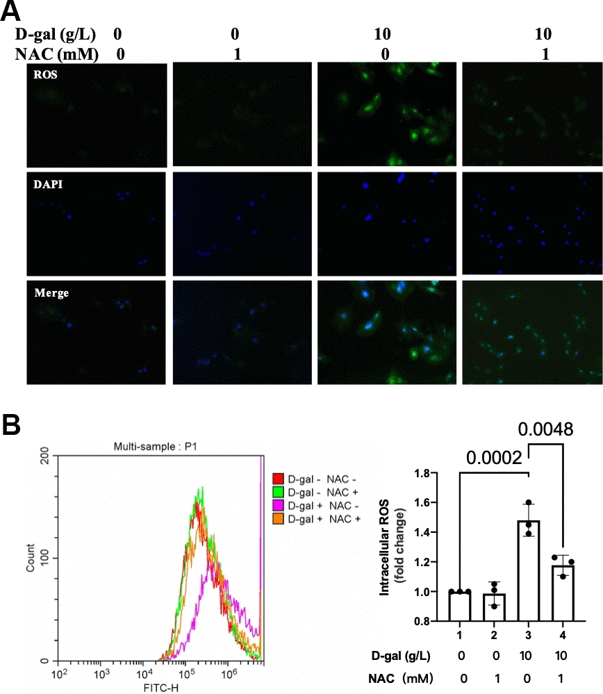 NAC decreased ROS generation in the cardiocytes aging model. H9c2 cells were pre-treated with or without NAC (1 mM), a commonly used ROS scavenger, for 1 hour, and then incubated with or without 10 g/L D-gal for 24 hours. (A) ROS generation was detected using a DCFH-DA probe. Representative fluorescent images showed that NAC decreased ROS generation in the cardiocytes aging model induced by D-gal in vitro. (B) Intracellular ROS was quantified by flow cytometry.