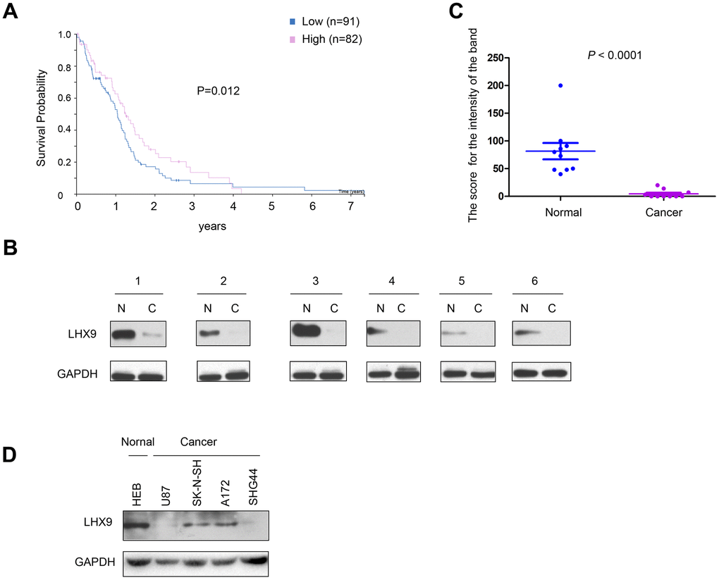 Down-regulation of LHX9 is associated with poorer survival of glioma patients. (A) GEPIA database analysis showed that LHX9 was positively correlated with survival time of patients. Patients with higher LHX9 expression levels survived better. (B, C) The expression levels of LHX9 in normal and glioma tissues were detected by Western blot, and quantified. (D) The expression levels of LHX9 in normal cells HEB and glioma cells were detected by Western blot.