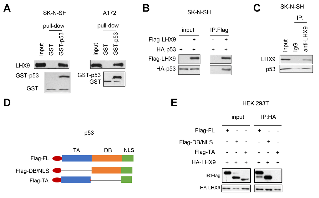 Interaction between LHX 9 and p53. (A) The interaction between LHX9 and fusion protein GST-p53 was detected by GST pull-down assay. 10 μg of GST-p53 fusion protein incubated with SK-N-SH and A172 cell lysis. (B) The interaction between the exogenously expressed Flag-LHX9 and HA-p53 was detected by co-immunoprecipitation assay. (C) The interaction between endogenously expressed LHX9 and p53 was detected by co-immunoprecipitation assay. (D) Schematic diagram of different truncated mutants of p53. (E) The domain of p53 that interacted with LHX9 was identified by co-immunoprecipitation.