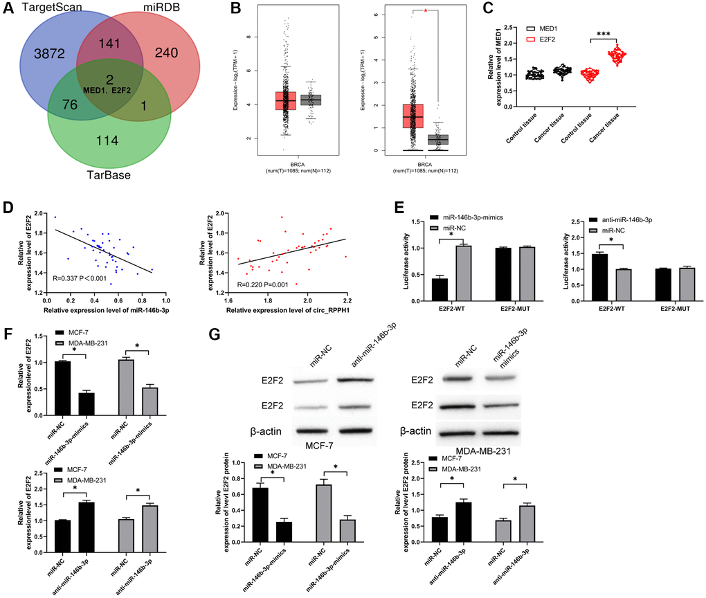 miR-146b-3p targets E2F2 and regulates it. (A) Three target genes prediction websites predicted the potential common target gene of miR-146b-3p. (B) GEPIA2 analyzed the relative expression of MED1 and E2F2 in BC tissues in TCGA database. (C) qRT-PCR was used to detect the relative expression of MED1 and E2F2 in BC patients. (D) Pearson test was used to analyze the correlation among circ