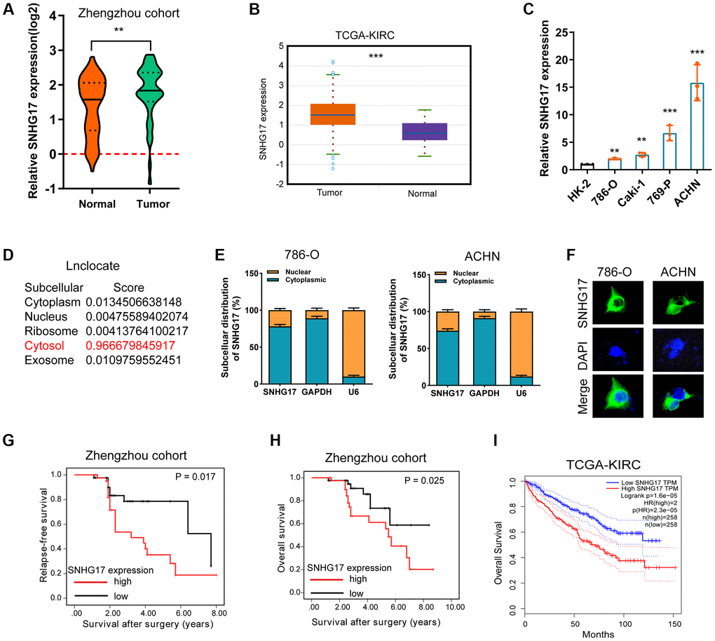Expression of SNHG17 is enhanced in RCC and associated with poor prognosis. (A–B) qRT-PCR assay analysis of SNHG17 expression in human RCC tissues in patients from the Zhengzhou cohort (A) and TCGA-KIRC dataset (B). (C) qRT-PCR assay analysis of SNHG17 expression in RCC cell lines. (D) Predicted subcellular localization of SNHG17 using the "lnclocator" algorithm. (E) qRT-PCR assay analysis of the subcellular localization of SNHG17 in 786-O and ACHN cells. GAPDH and U6 served as a cytoplasmic and nuclear localization marker, respectively. (F) FISH assay analysis of the subcellular localization of SNHG17 in ACHN cells. (G–H) Kaplan-Meier survival curves showed that high expression of SNHG17 was related to dismal relapse-free (G) and overall survival (H) in patients with RCC from the Zhengzhou cohort. (I) High expression of SNHG17 was significantly associated with poor overall survival according to TCGA-KIRC dataset. RCC, renal cell carcinoma; TCGA, the cancer genome atlas; KIRC, kidney renal clear cell carcinoma; TT, tumor tissue; ANT, adjacent nontumor tissue. *P **P ***P 