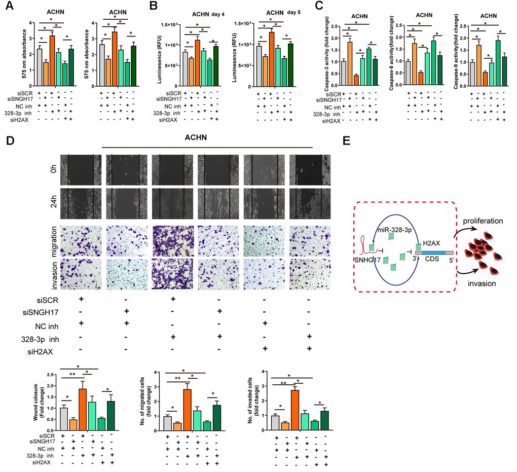MiR-328-3p reverses SNHG17-induced tumor-promoting effects of RCC. (A–D) CCK-8 assay, CellTiter-Glo Luminescent cell viability assay, activity of caspase-3, 8, and 9 assay, wound healing and transwell assay were performed in ACHN cells transfected with siRNA scramble control (siSCR), siRNA against SNHG17 (siSNHG17) or H2AX (siH2AX), and miR-328-3p inhibitor or negative control inhibitor (NC inh) by special commercial kits. (E) Proposed model of the mechanism underlying the expression and function of SNHG17 in RCC cell. RCC, renal cell carcinoma. *P **P ***P 