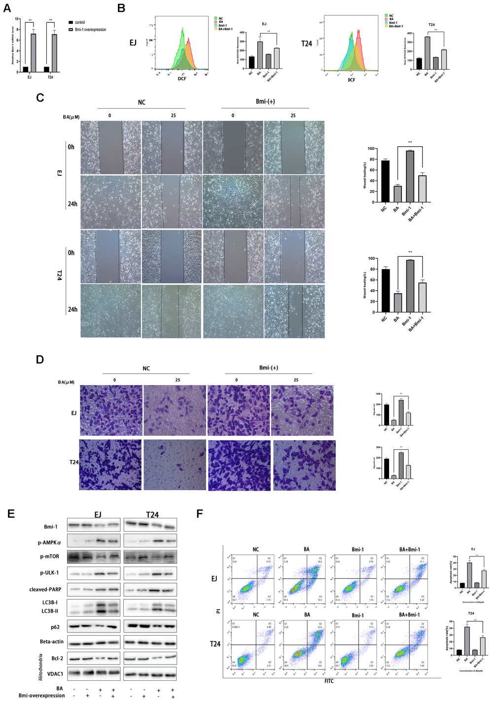 Bmi-1 overexpression partially reverses BA-induced ROS overproduction, migration inhibition, and autophagy-dependent apoptosis. Stable overexpression of Bmi-1 was established in EJ and T24 cells (EJ-con/EJ-Bmi-1 and T24-con/T24-Bmi-1) via lentiviral transduction before exposure to BA. (A) RT-qPCR analysis of relative Bmi-1 expression in control and Bmi-1-transduced cells. (B) Assessment of intracellular ROS contents. (C) Wound healing assay results. (D) Transwell migration analysis. (E) Western blot analysis of p-AMPKα, p-mTOR, p-ULK1, Bcl-2, cleaved caspase-3, Bmi-1, LC3B-II, p62, and cleaved PARP expression. (F) Apoptosis determination by flow cytometry. *pp