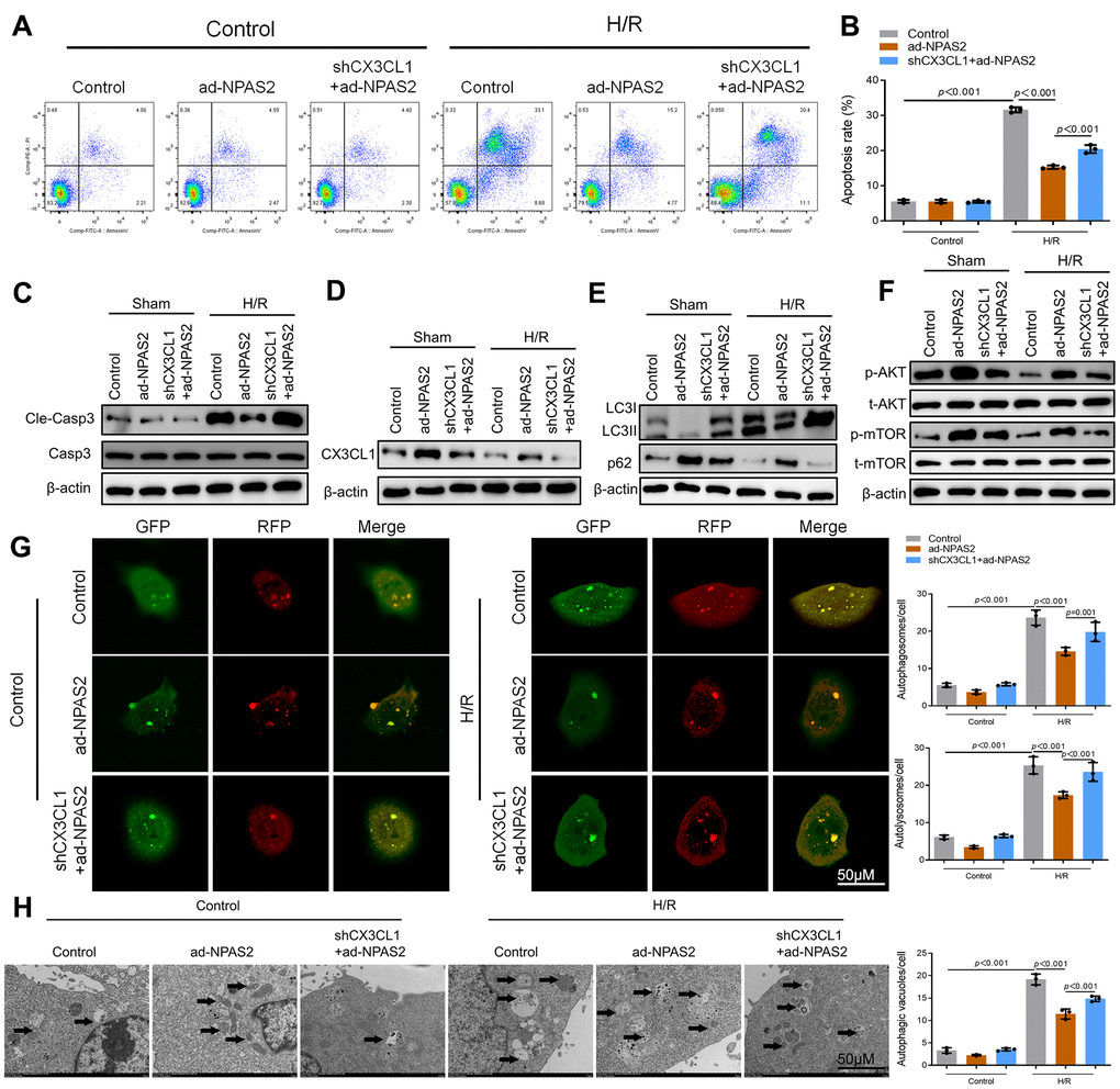 NPAS2 transcriptionally promoted CX3CL1 expression in vitro. (A, B) Flow cytometry detected the changes of apoptosis in H9c2 cells and quantified. (C) The protein level of Cleaved-Caspase-3 (17kDa) and Caspase-3 (17kDa) in H9c2 cells was determined by Western Blot. (D) The protein level of CX3CL1 (100kDa) in H9c2 cells was determined by Western Blot. (E) The protein level of LC3B (14 and 16kDa) and p62 (62kDa) in H9c2 cells was determined by Western Blot. (F) The protein level of p-AKT (60kDa), t-AKT (60kDa), p-mTOR (289kDa) and t-mTOR (289kDa) in H9c2 cells was determined by Western Blot. (G) Typical images of immunofluorescence staining of mRFP-GFP-LC3 in H9c2 cells. Typical profiles of autophagosomes (RFP+GFP+dots) and autolysosomes (RFP+GFP-dots). (H) Autophagic vacuoles (autophagosomes) determined by transmission electron microscopy (TEM). Representative TEM images are shown, and typical autophagosomes are marked with black arrows. Data are expressed as mean ± SEM (n = 3).