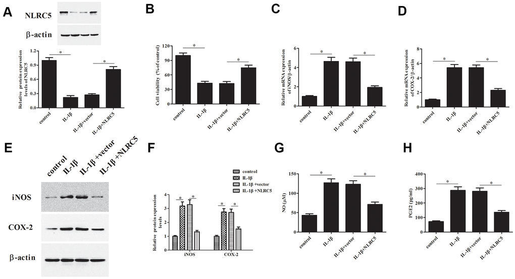 Overexpression of NLRC5 attenuated IL-1β-induced inflammatory injury in human OA chondrocytes. The pcDNA3.1-NLRC5 or pcDNA3.1 vector was transfected into chondrocytes, followed by IL-1β (10 ng/ml) stimulation for 24 h. (A) The expression levels of NLRC5 in chondrocytes were measured using western blot after transfection. (B) Cell viability of chondrocytes was detected using MTT assay. (C–F) The mRNA and protein levels of iNOS and COX-2 were measured using RT-PCR and western blot analysis. (G, H) The production of NO and PGE2 in chondrocytes. *p 