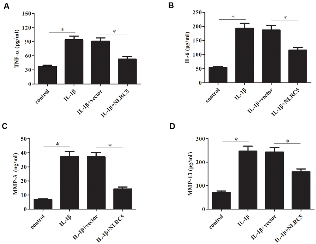 Overexpression of NLRC5 suppressed the production of inflammatory cytokines in IL-1β-stimulated human OA chondrocytes. After transfection with pcDNA3.1-NLRC5 or pcDNA3.1 vector and the following incubation with IL-1β, (A–D) the production of TNF-α, IL-6, MMP-3 and MMP-13 were detected using ELISA. *p 