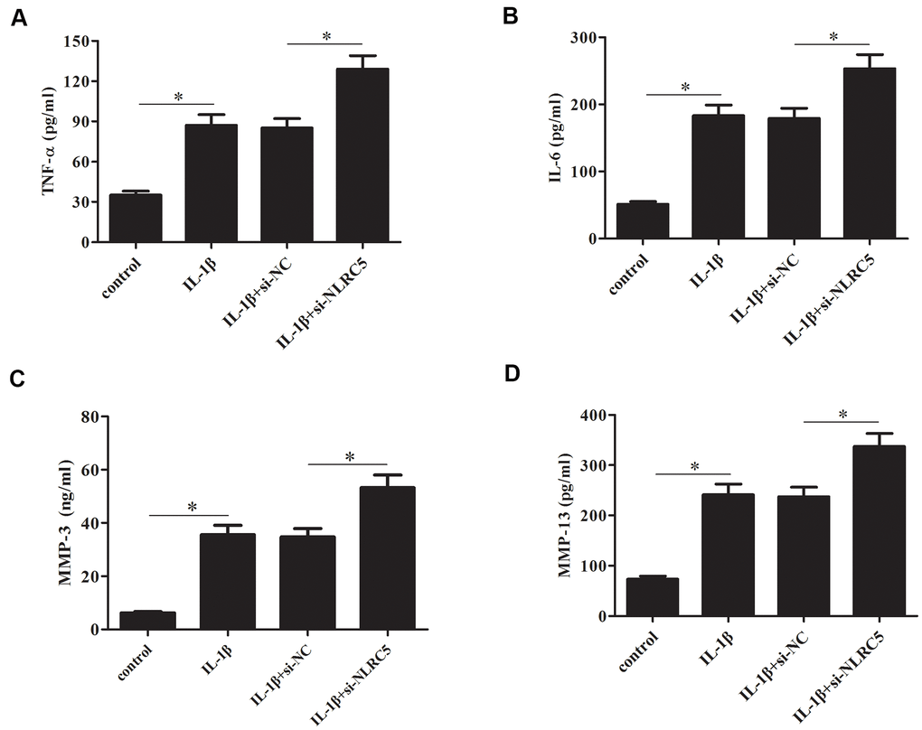 Knockdown of NLRC5 increased the production of inflammatory cytokines in IL-1β-stimulated human OA chondrocytes. After transfection with si-NLRC5/si-NC and the following incubation with IL-1β, (A–D) the production of TNF-α, IL-6, MMP-3 and MMP-13 were detected using ELISA. *p 