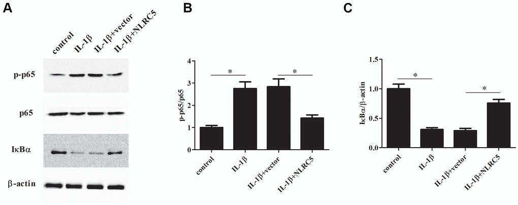 NLRC5 inhibited IL-1β-induced NF-κB activation in chondrocytes. After transfection with pcDNA3.1-NLRC5 or pcDNA3.1 vector, the chondrocytes were stimulated by IL-1β (10 ng/ml) for 24 h. (A–C) The expression levels of p-p65, p65, IĸBα were determined using western blot analysis. *p 