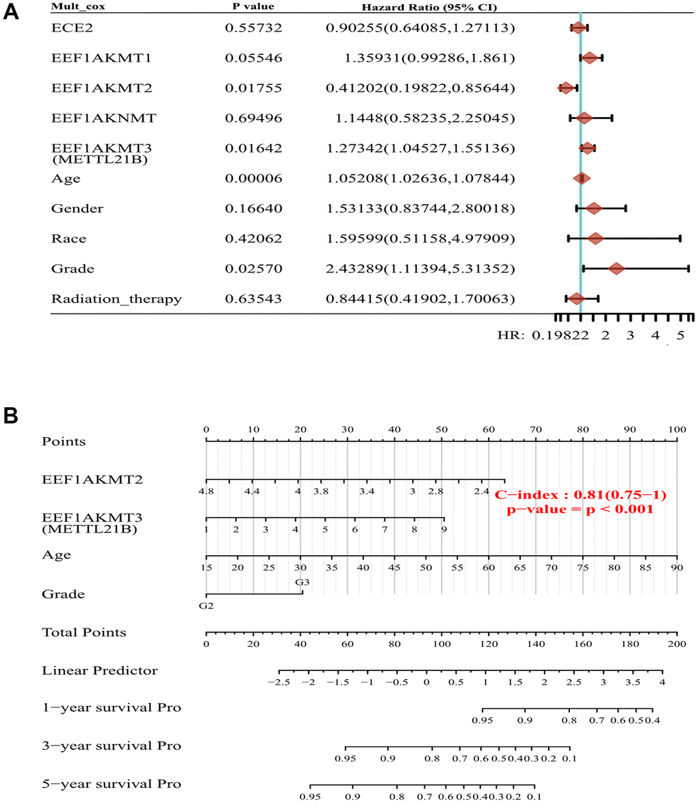 Construction of prognostic model of METTL21B along with other eEF1A associated methyltransferases. (A) Multivariate Cox model for 5 eEF1A associated methyltransferases and clinical features. (B) The nomogram for METTL21B, EEF1AKMT2, age and WHO grade.