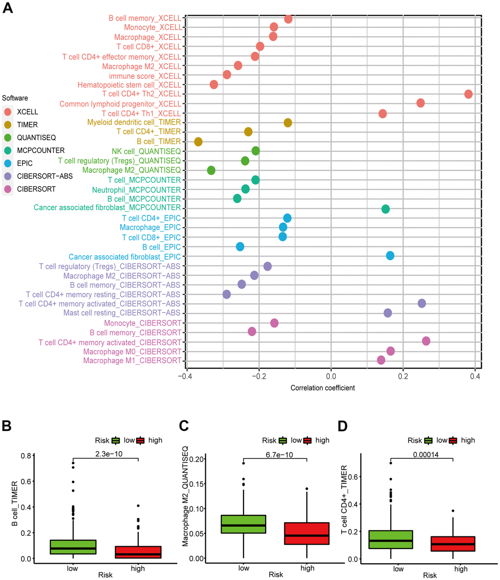 Correlation between the LUAD 6-irlncRNA pair signature and immune cell subtype infiltration. (A) Estimation of the infiltrating immune cells by TIMER, CIBERSORT, xCELL, quanTIseq, MCPcounter, EPIC, and CIBERSORT-ABS. (B–D) High-risk patients exhibited higher content of B cells (B), CD4+ T cells (C), and M2 macrophages (D) compared to the low-risk patients.