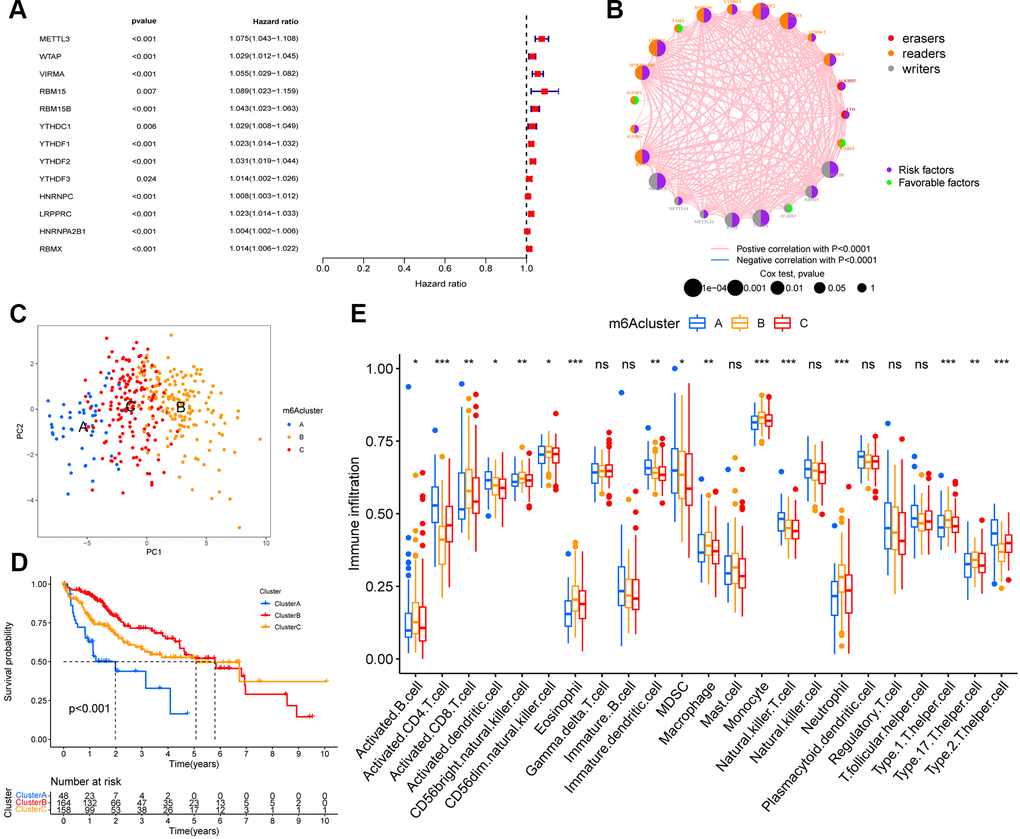 m6A methylation modification pattern and relevant immune infiltration. (A) Prognosis of 23 m6A regulators was analyzed using univariate Cox regression models. METTL3, WTAP, VIRMA, RBM15, RBM15B, YTHDC1, YTHDF1, YTHDF2, YTHDF3, HNRNPC, LRPPRC, HNRNPA2B1, RBMX were risk factors (Hazard ratio >1). (B) Interactions between m6A regulators in hepatocellular carcinoma. The size of the circles represents the effect of each modulator on prognosis, with larger circles having a greater effect on prognosis (p-values from 1 to 0.0001). Circles with purple and green colors indicate prognostic risk and protective factors respectively. The line connecting the m6A regulators represents the correlation between the m6A regulators, with negative correlations marked in blue and positive correlations marked in pink. (C) Principal component analysis (PCA) analysis of m6A methylation modification pattern. (D) The overall survival of m6A methylation modification pattern using Kaplan–Meier curves. (E) Differences in immune cell infiltration of m6A methylation modification pattern (*, P 