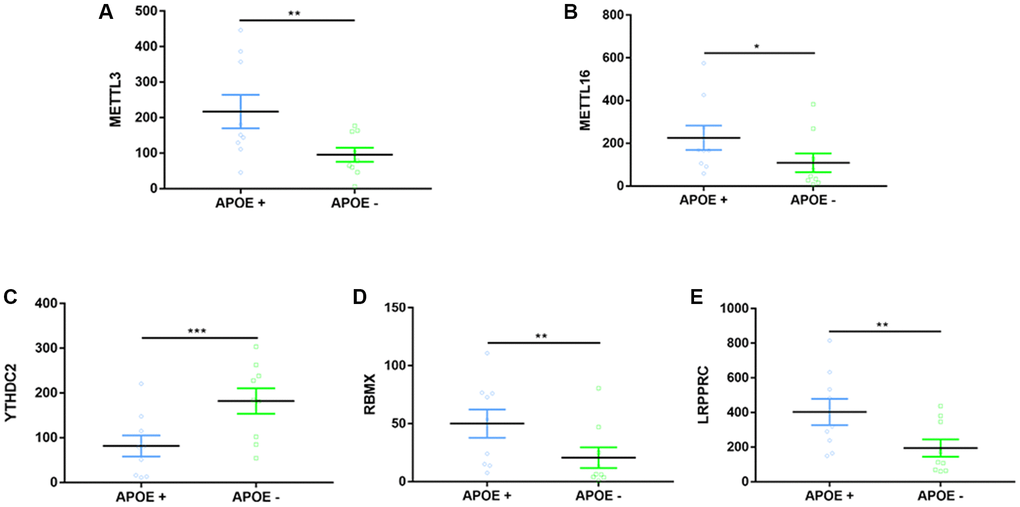 Expression differences on m6A-related regulators between APOE ɛ4+ and APOE ɛ4− groups. (A–E) Five representative DEGs between two groups. *p **p ***p 