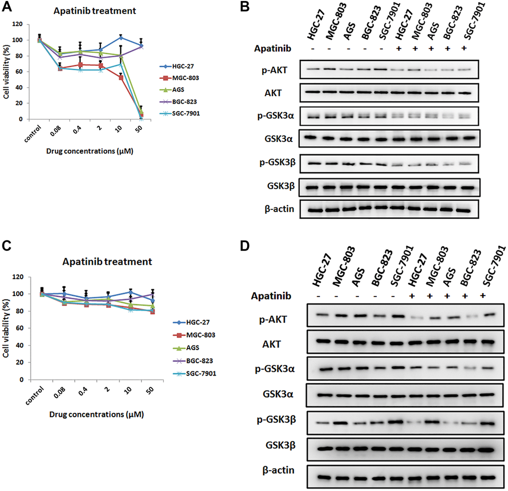 The inhibition effect of apatinib on the cell viability in different GC cell lines. (A) Cell viability of different human gastric cancer cell lines treated with different concentrations of apatinib for 72 h. (B) After treatment with apatinib 2 μM concentration for 72 h, western blot analysis of AKT, phosphorylated AKT (p-AKT), GSK3α, phosphorylated GSK3α (p-GSK3α), GSK3β and phosphorylated GSK3β (p-GSK3β) in GC cell lines. (C) Cell viability of different human gastric cancer cell lines treated with different concentrations of apatinib for 8 h. (D) After treatment with apatinib 2 μM concentration for 8 h, western blot analysis of AKT, phosphorylated AKT (p-AKT), GSK3α, phosphorylated GSK3α (p-GSK3α), GSK3β and phosphorylated GSK3β (p-GSK3β) in GC cell lines.
