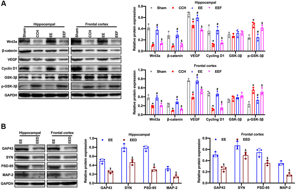 EE activates Wnt/β-catenin pathway in CCH rats. (A) Western blot were used to detect the expression of Wnt/β-catenin pathway associated proteins. Levels of Wnt3a, β-catenin, VEGF, CyclinD1, GSK-3β and p-GSK-3β. (B) Levels of GAP43, SYN, PSD-95, MAP-2. *p #p $p N = 3. Sham group, treated with an equal volume of vehicle; CCH group, chronic cerebral hypoperfusion and no treatment; EE group, CCH and treated with EE. EEF group, CCH and treated with EE and FSH. EED group, CCH and treated with EE and DKK-1. *p #p $p 